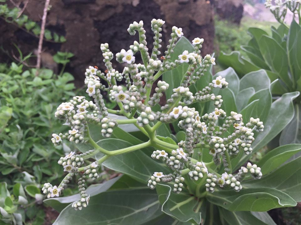 Cồn[-]Cỏ[-]-[-]nàng[-]công[-]chúa[-]ngủ[-]quên[-]giữa[-]biển[-]cả